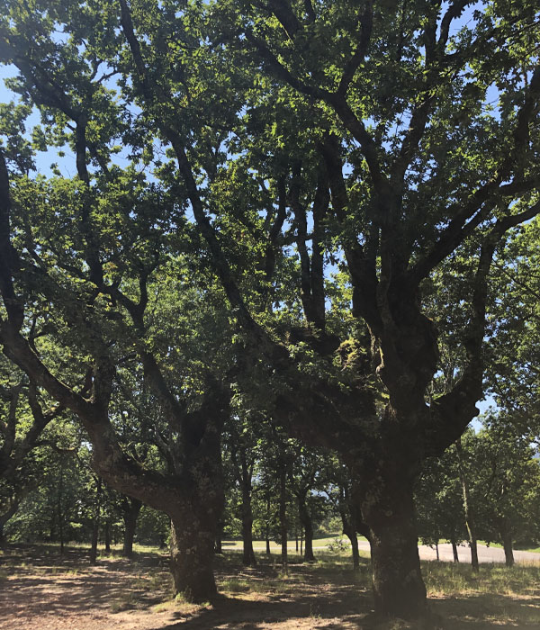 Carballeira San Xusto